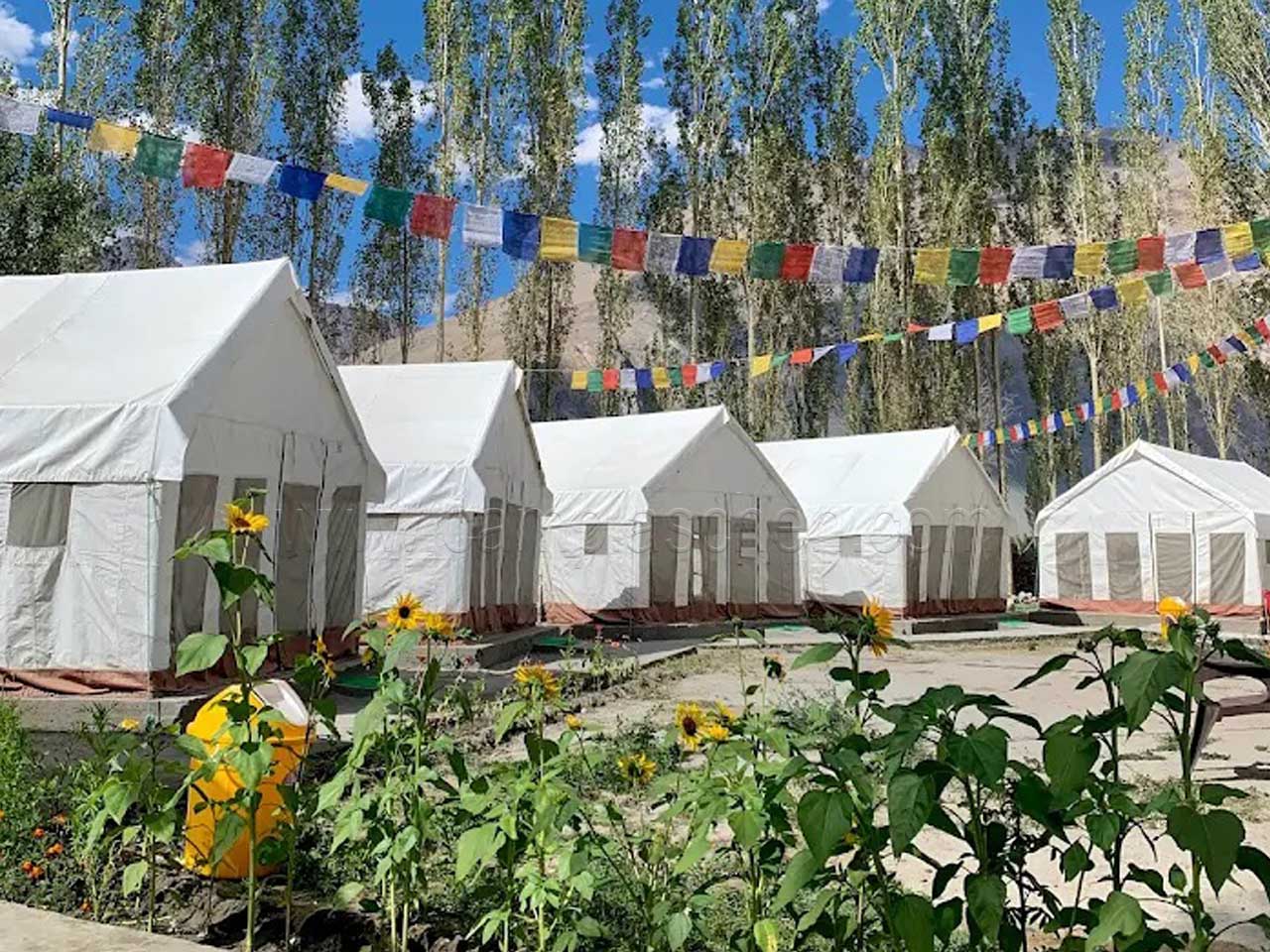 Camp Laschen Nubra Valley